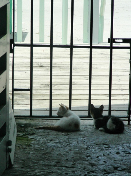 038-cats at fort.JPG